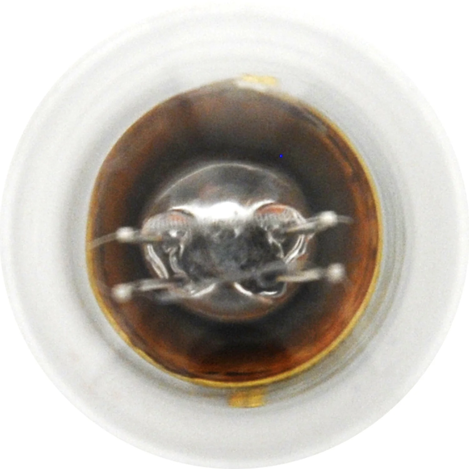 2-PK SYLVANIA 1034 Standard Automotive Light Bulb - Image 4