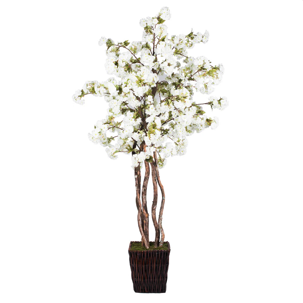 6Ft. White Cherry Blossom Deluxe real Tag Alder trunks