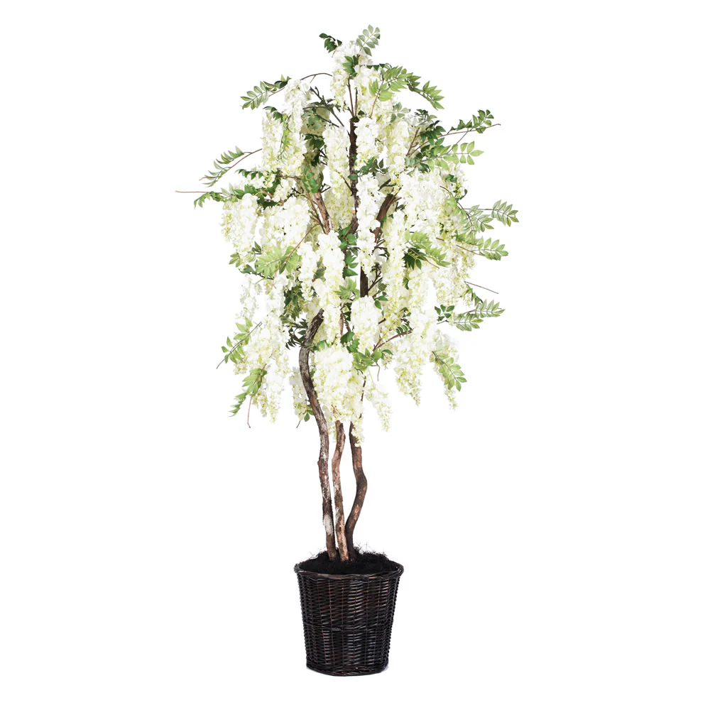 6Ft. White Wisteria Deluxe real Tag Alder trunks